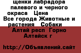 щенки лабрадора палевого и черного окраса › Цена ­ 30 000 - Все города Животные и растения » Собаки   . Алтай респ.,Горно-Алтайск г.